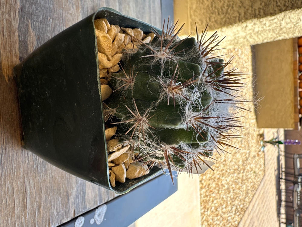 Neochilenia floccosa – Planet Desert
