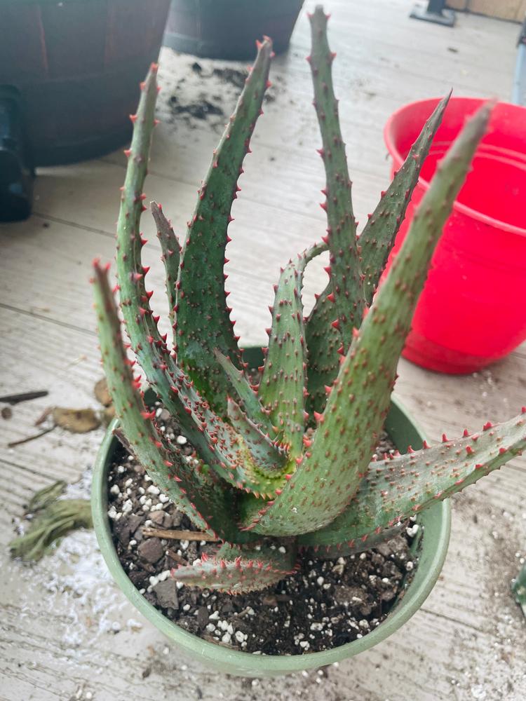 Shop 'Aloe castilloniae hybrid blue' Care and Growing Guide