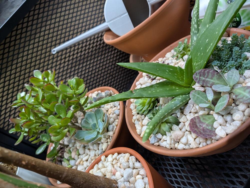Shop 'Cactus and Succulent Soil Mix' For Sale | Planet Desert