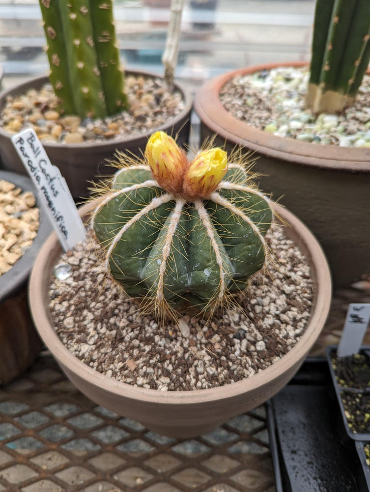 E254 - Parodia magnifica - Ball Cactus high quality w/10 pups - Updated 6/6/2022