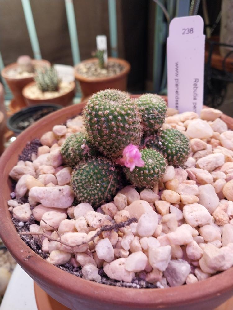 Shop 'Rebutia perplexa' Care and Growers Guide | Planet Desert