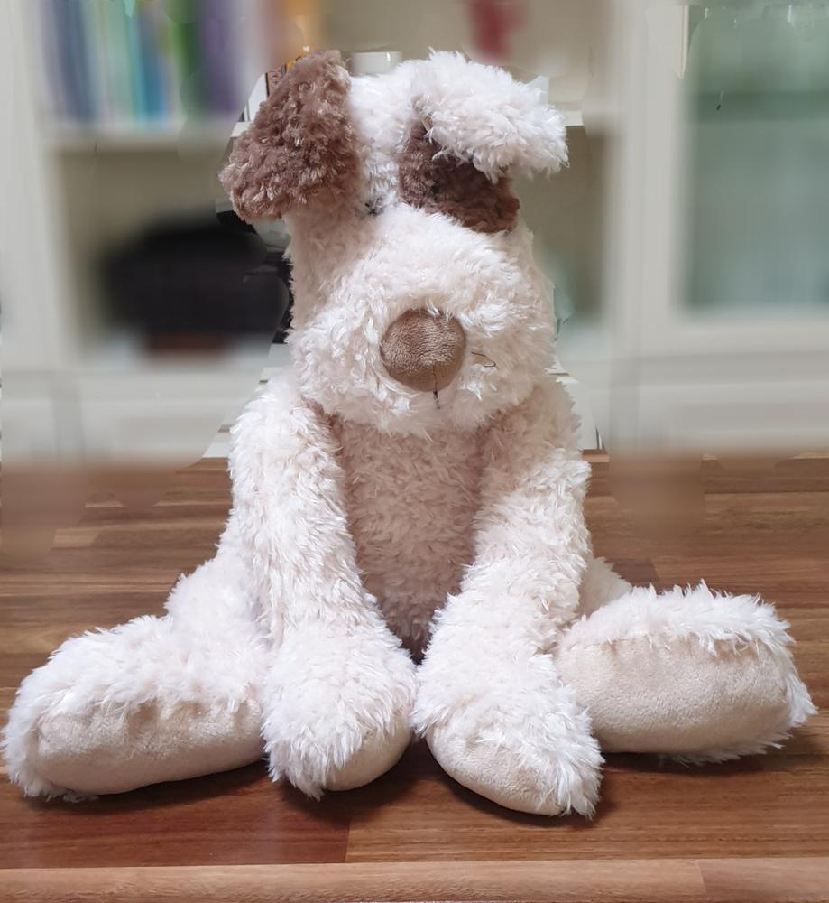 Buddy Dog - Customer Photo From Stephanie Anderson