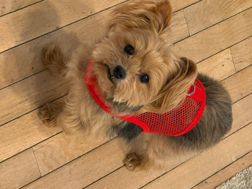 Cool Mesh Dog Harness for Small Dogs - Solid Colors - Customer Photo From Anonymous
