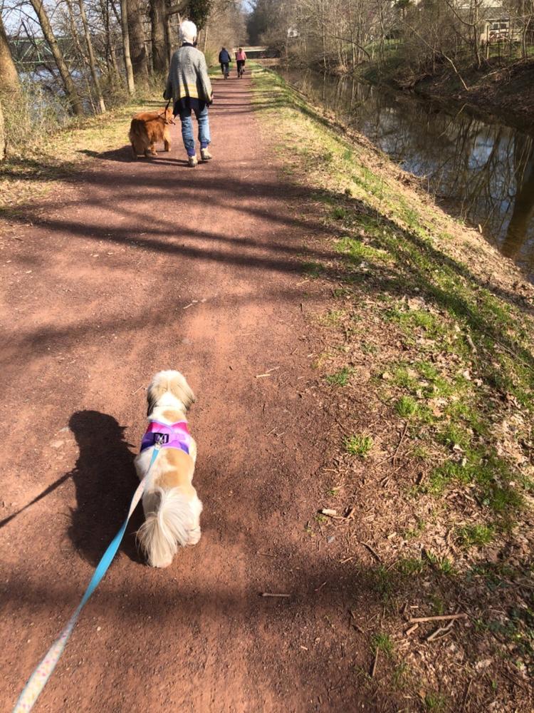 American River Step-in Dog Harness - Ombre Collection - Customer Photo From Caroline Benard