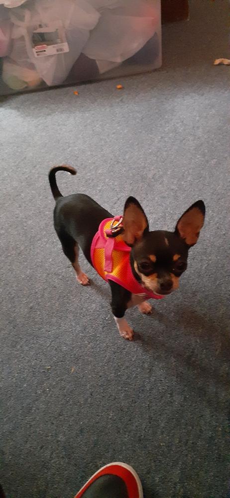 American River Step-in Dog Harness - Ombre Collection - Customer Photo From Ann-Marie Guerin
