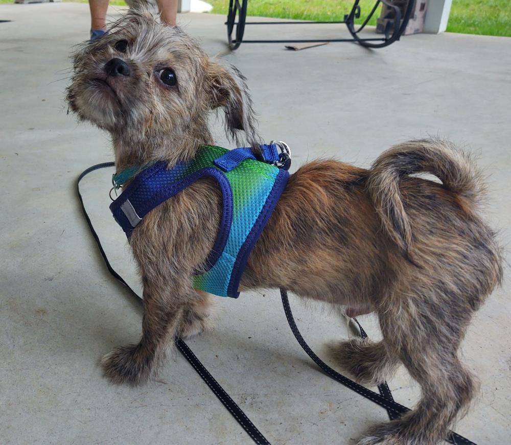 American River Step-in Dog Harness - Ombre Collection - Customer Photo From Tasha 