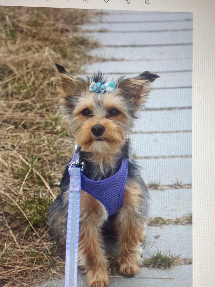 American River Step-in Dog Harness - Ombre Collection - Customer Photo From Anonymous