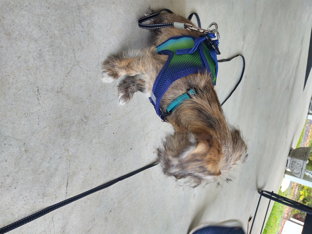 American River Step-in Dog Harness - Ombre Collection - Customer Photo From Tasha 
