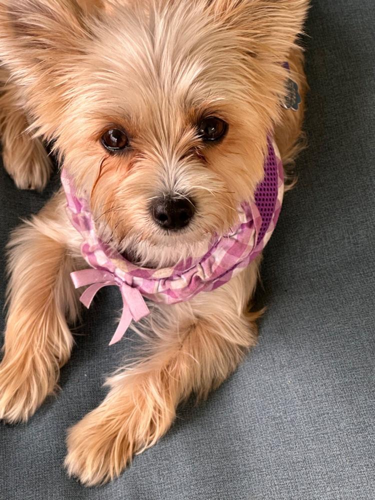 American River Polka Dot Step-in Dog Harness - Customer Photo From Marsha Frankel