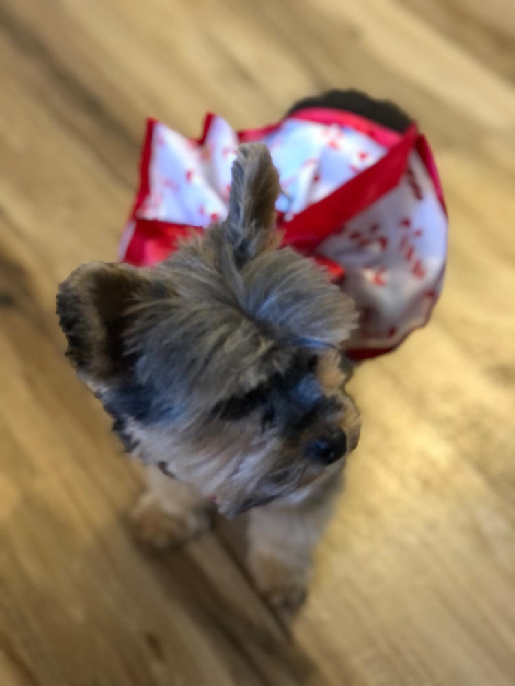 Candy Canes Christmas Doggy Dress - Customer Photo From Anonymous