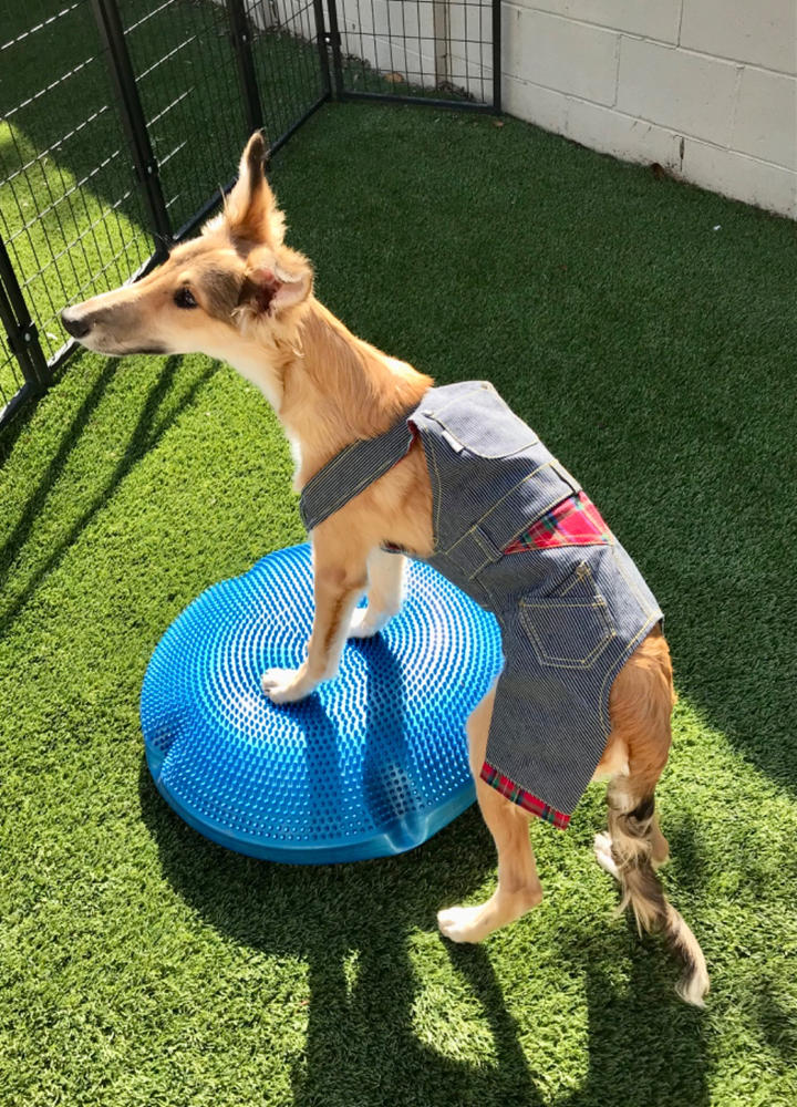 Klippo Denim Dog Overalls - Customer Photo From Jolene Hicks