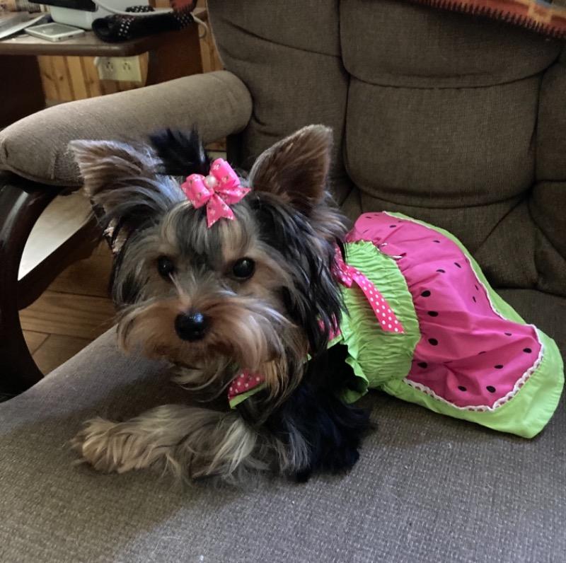 Klippo Juicy Watermelon Dog Dress - Customer Photo From Anonymous