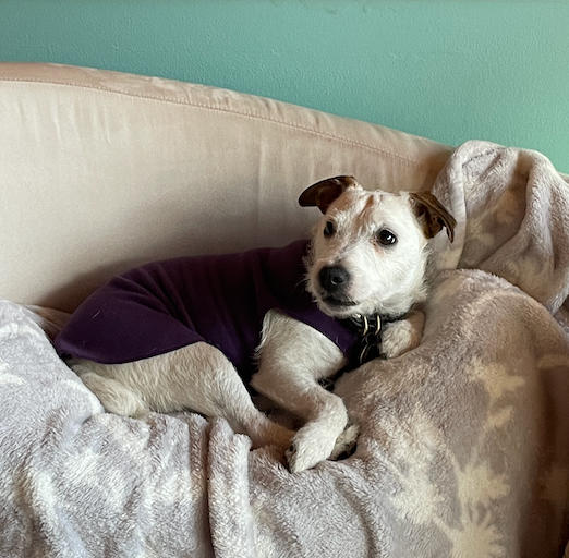 Gold Paw Series Stretch Fleece for Small Dogs - Customer Photo From Adelyn Patuto