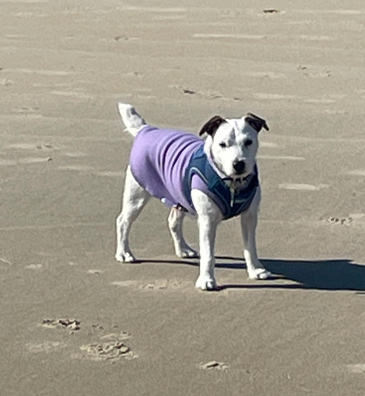 Gold Paw Series Stretch Fleece for Small Dogs - Customer Photo From Adelyn Patuto