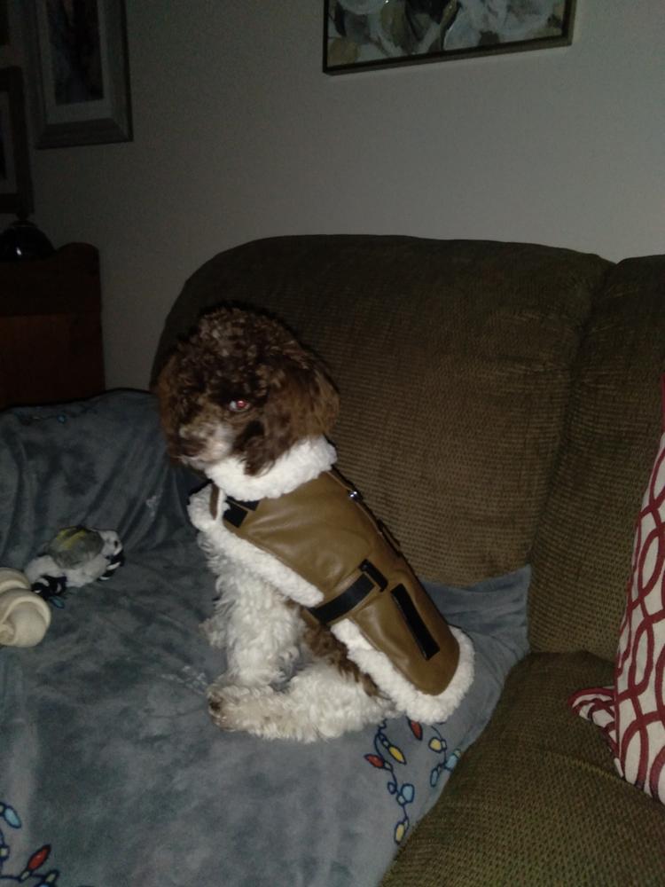 Brown Bomber Dog Coat - Customer Photo From Anonymous