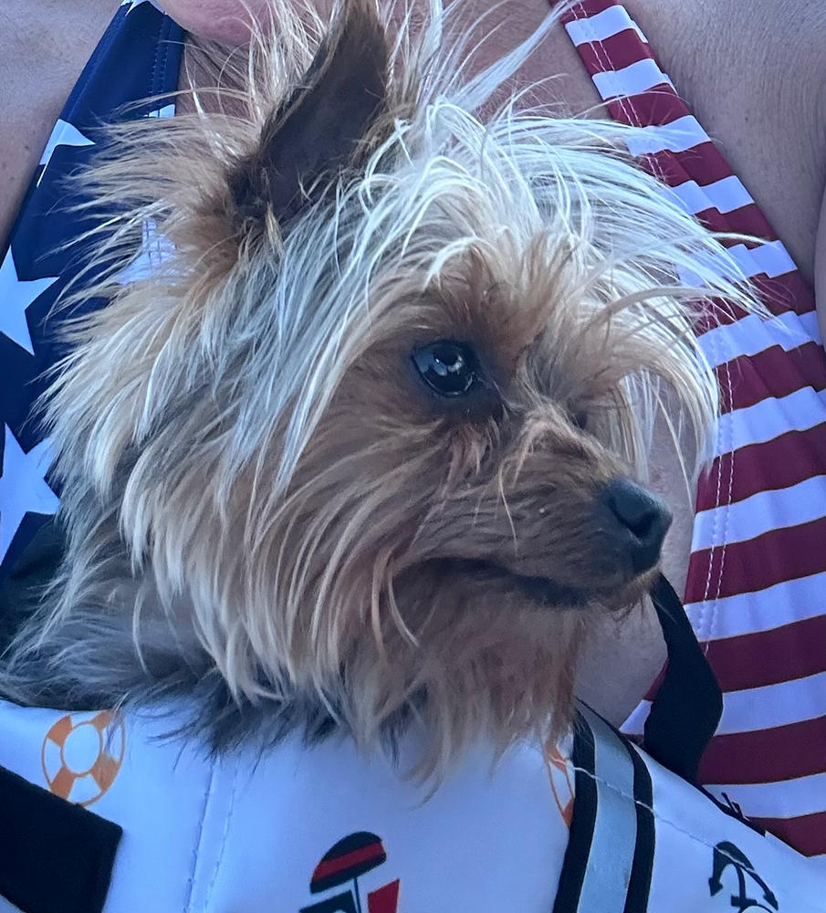 Paws Aboard Dog Life Jacket - Nautical Theme - Customer Photo From Debra Herman
