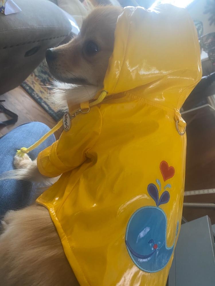 Klippo Splashing Whale Dog Raincoat - Customer Photo From Amanda Cabe