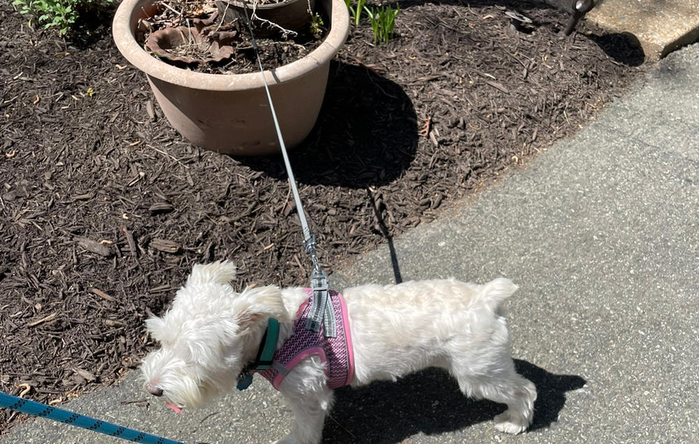Step-In Strider Dog Harness - Customer Photo From Stacey Stokes