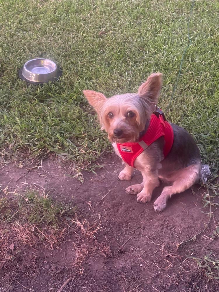 American River Step-In Dog Harness | Small Breeds & Puppies - Customer Photo From Donna Doucette
