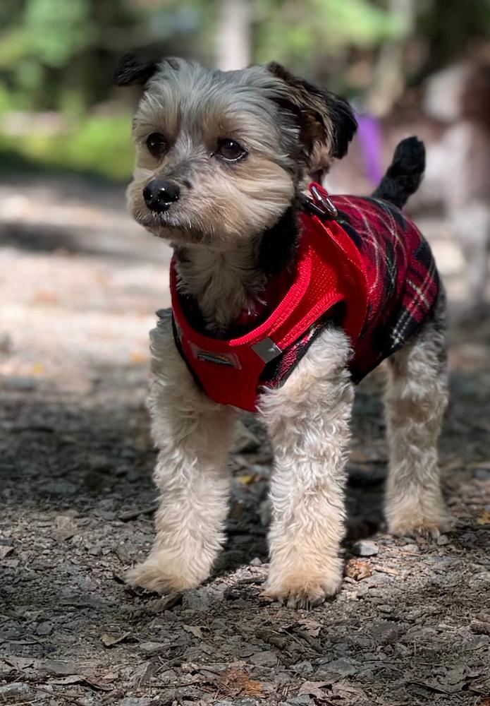 American River Step-In Dog Harness | Small Breeds & Puppies - Customer Photo From Lisa Carrier