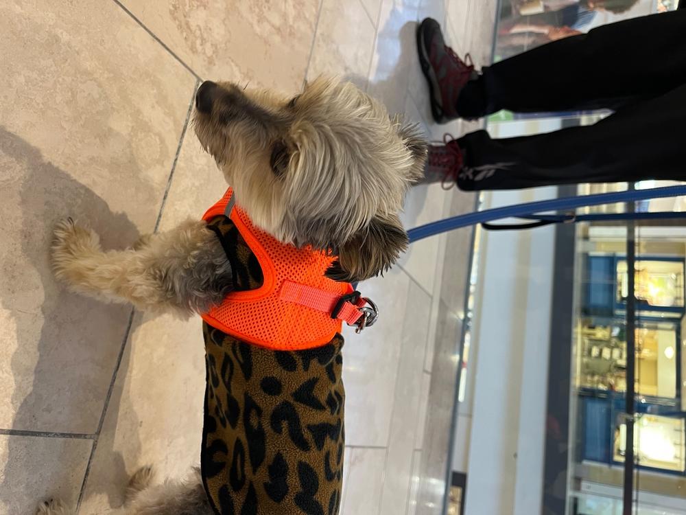 American River Step-In Dog Harness | Small Breeds & Puppies - Customer Photo From Lisa Carrier