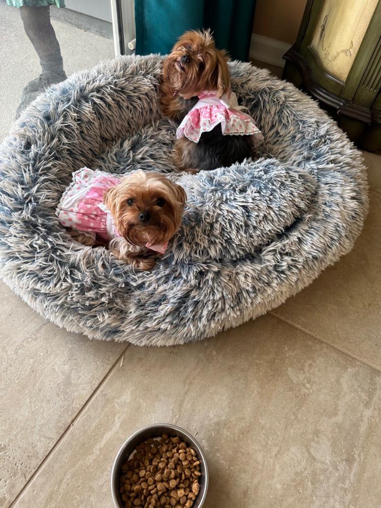 Pink Polka Dot Dog Dress – Lace Detail & Matching Leash - Customer Photo From Deborah Damers