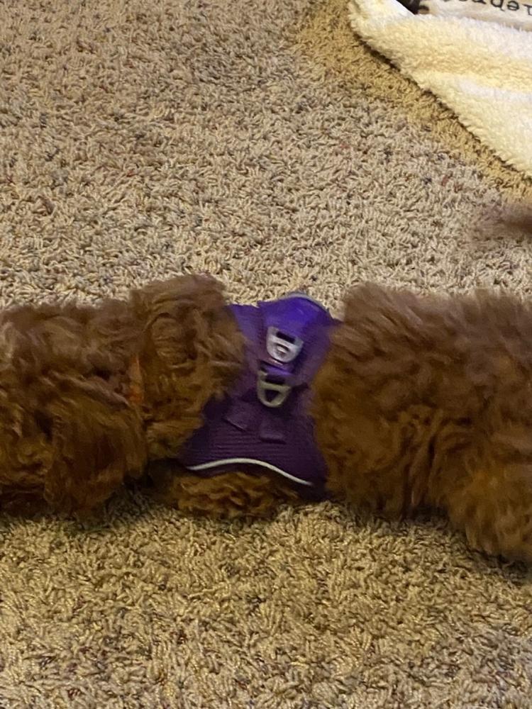 Plush Step In Dog Harness - Customer Photo From Kathy Comerate