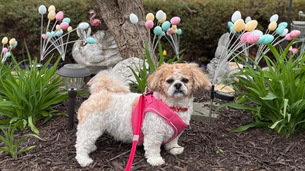 Plush Step-In Dog Harness – Soft, Choke-Free Fit for Small Dogs - Customer Photo From Catherine DeConcini