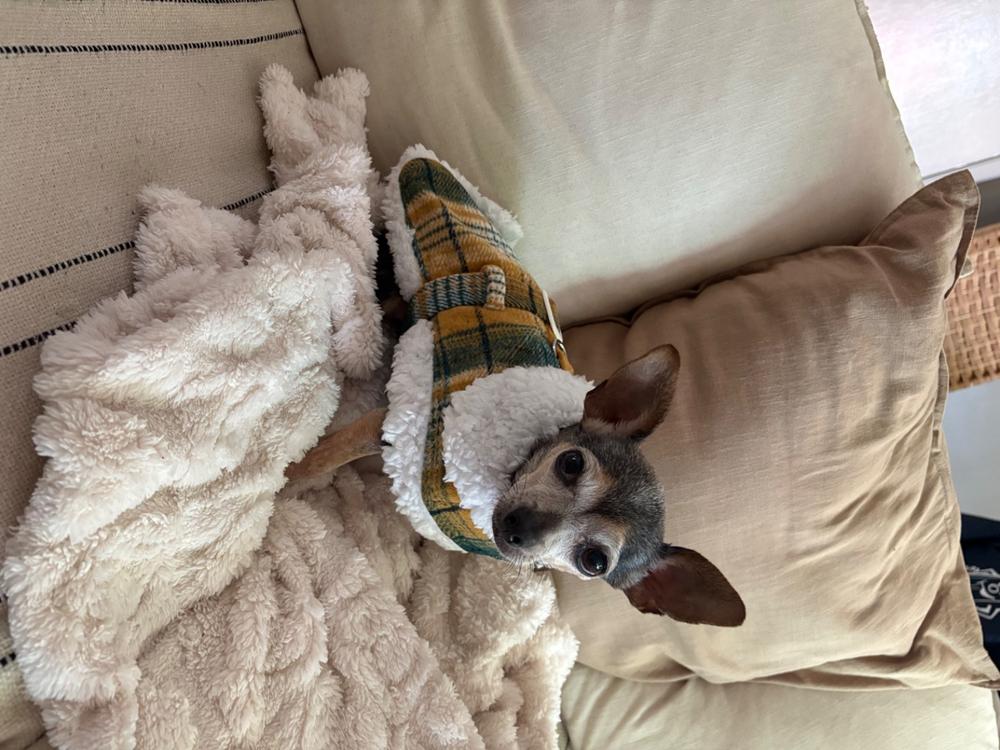 Yellow Plaid Dog Coat - Customer Photo From Anonymous