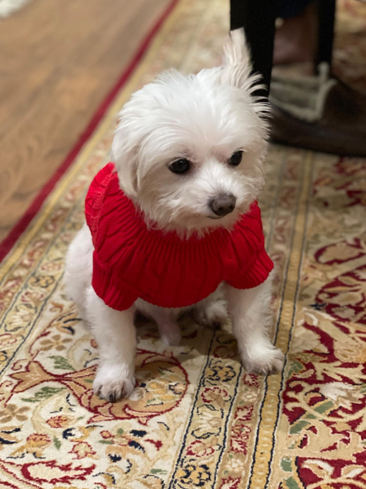 Combed Cotton Cable Knit Dog Sweater - Customer Photo From genny campbell