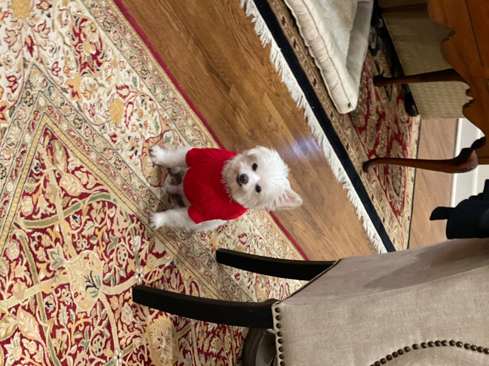 Combed Cotton Cable Knit Dog Sweater - Customer Photo From genny campbell