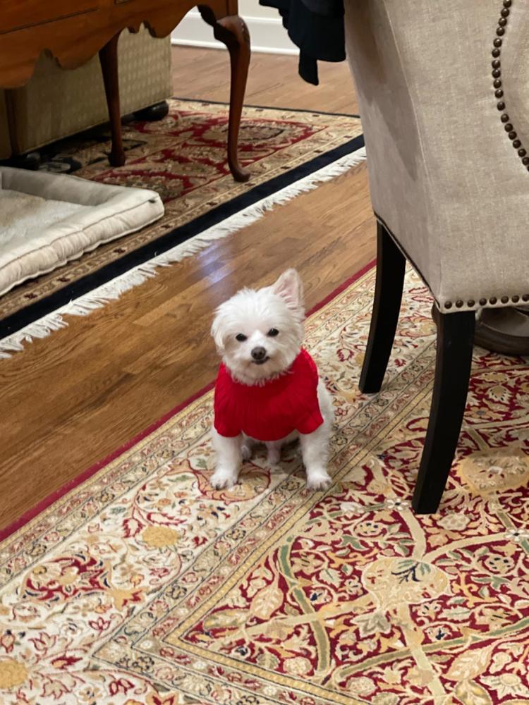 Combed Cotton Cable Knit Dog Sweater – Soft, Classic & Cozy - Customer Photo From genny campbell