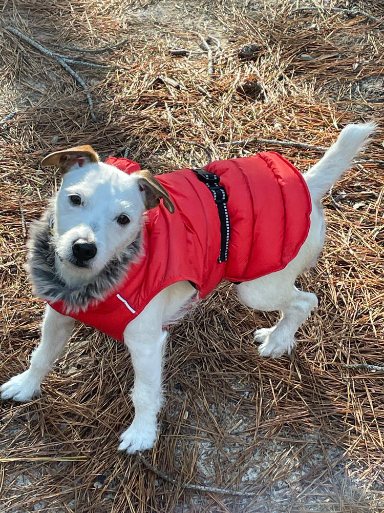 Alpine Extreme Weather Puffer Coat for Dogs - Customer Photo From Adelyn Patuto