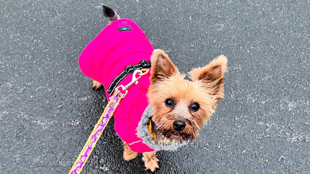 Alpine Extreme Weather Puffer Coat for Dogs - Customer Photo From Anonymous