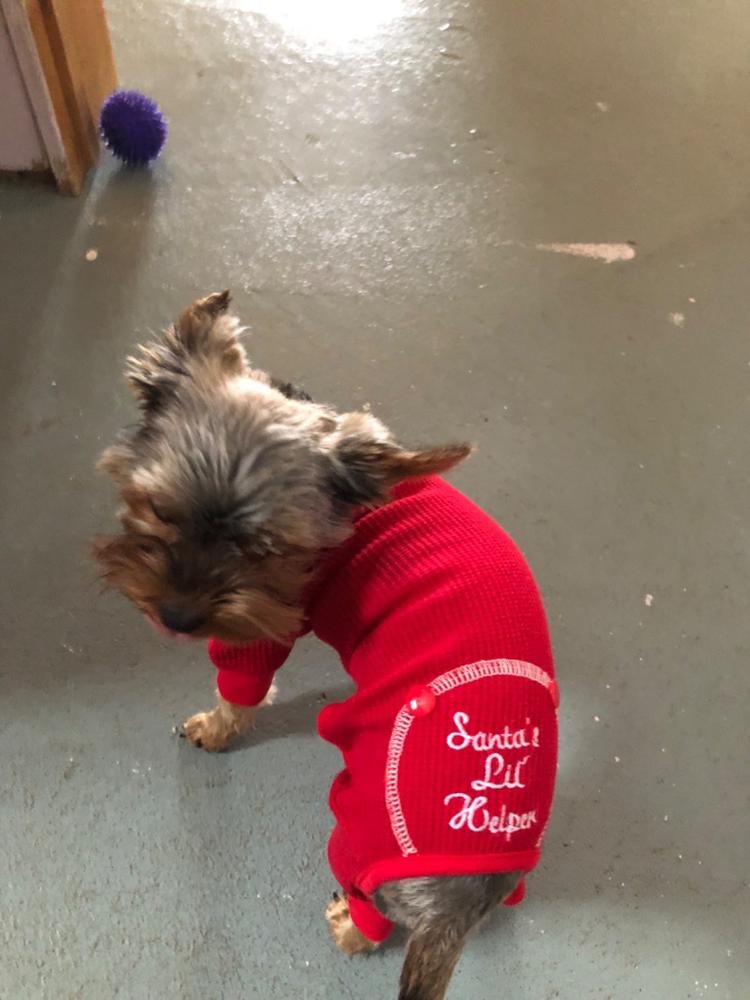 Alpine Extreme Weather Puffer Coat for Dogs - Customer Photo From Anonymous