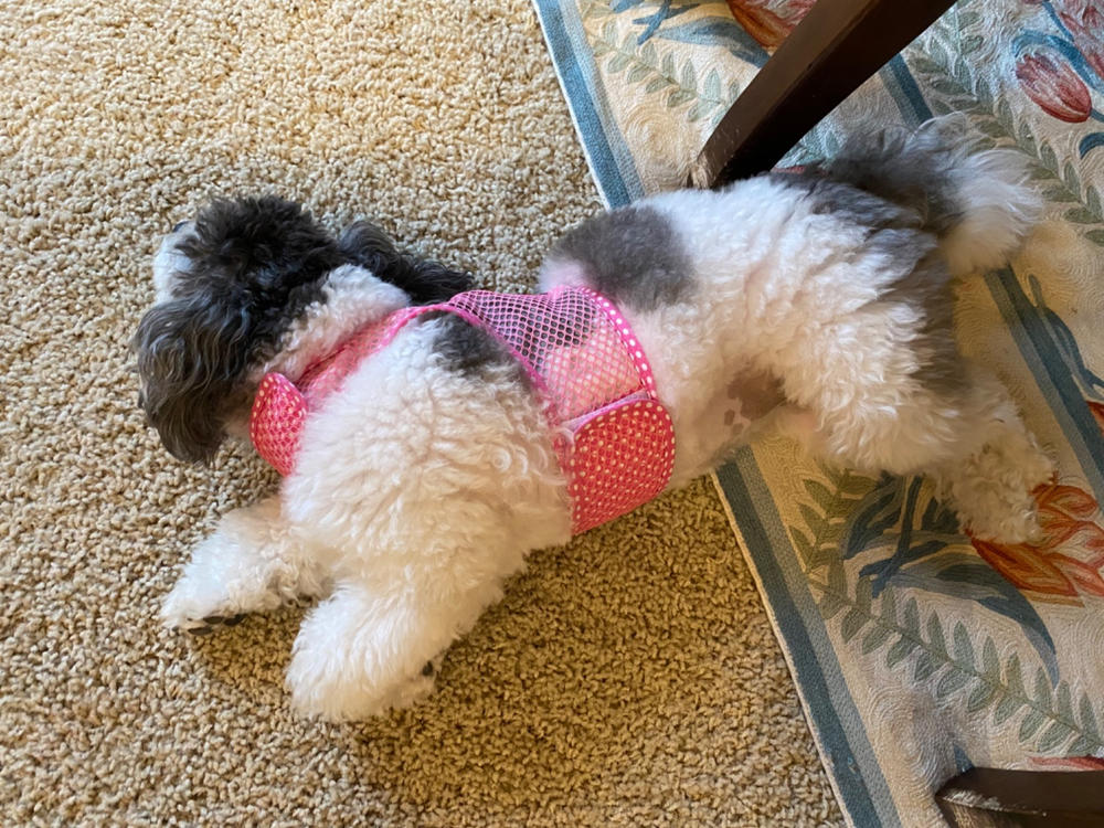 Cool Mesh Dog Harness for Small Dogs | Pink & Polka Dot - Customer Photo From Anonymous