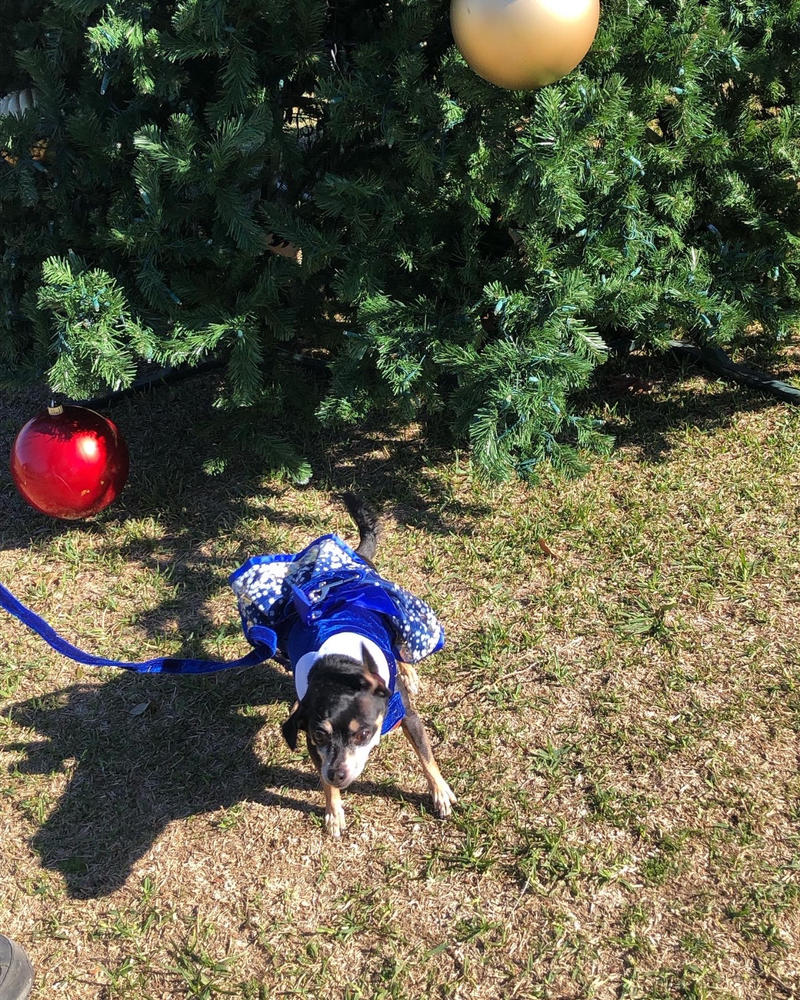 Snowflakes Holiday Dog Dress - Customer Photo From Donna Allen