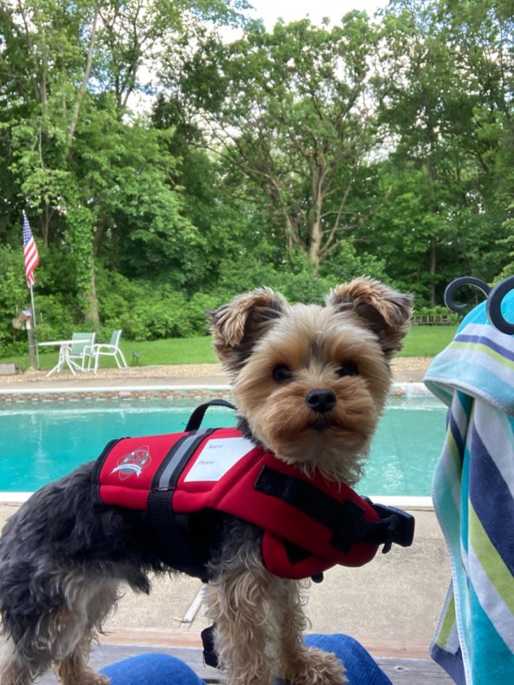 Red Paws Aboard Red Dog Life Jacket – Safe, Adjustable & Reflective - Customer Photo From Judy Dunn