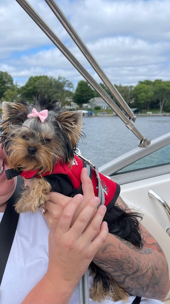Red Paws Aboard Red Dog Life Jacket – Safe, Adjustable & Reflective - Customer Photo From Anonymous