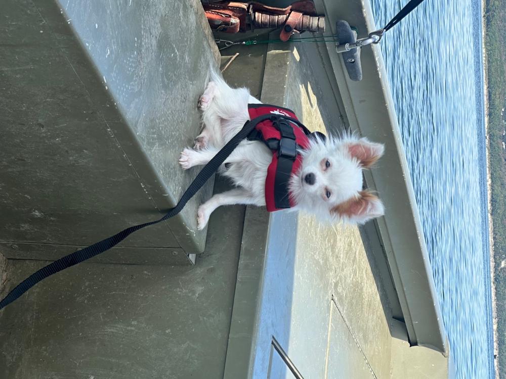 Red Paws Aboard Red Dog Life Jacket – Safe, Adjustable & Reflective - Customer Photo From BRENDA K FALKE