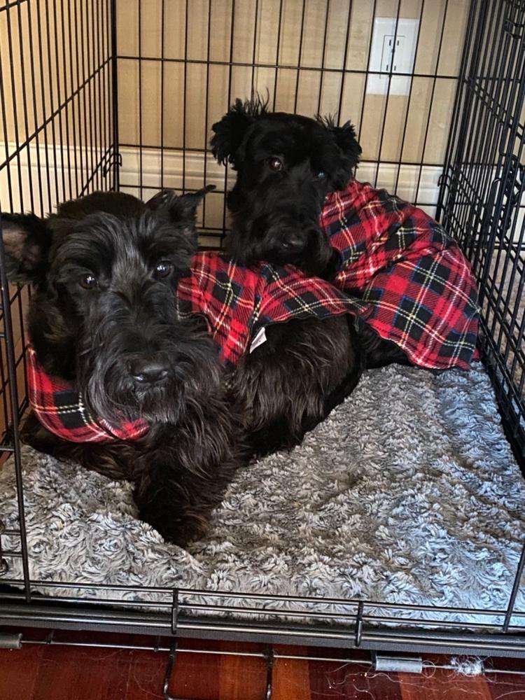 Gold Paw Stretch Fleece for Small Dogs - Plaid - Customer Photo From Kari Patey