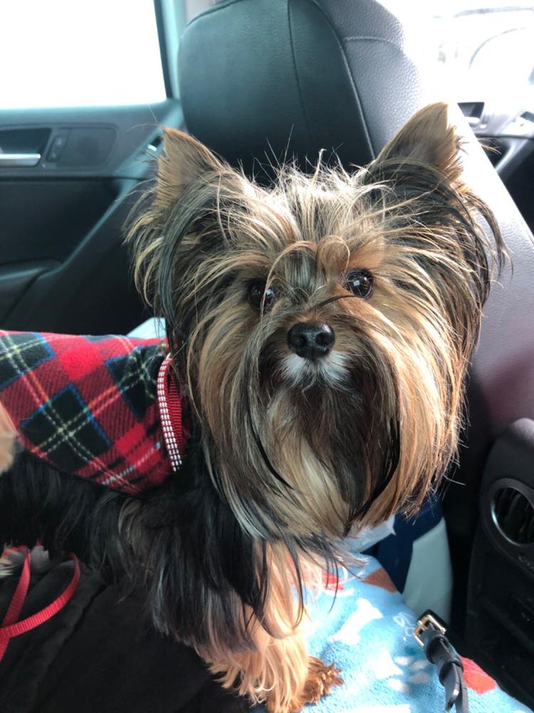 Gold Paw Stretch Fleece for Small Dogs - Plaid - Customer Photo From Anonymous