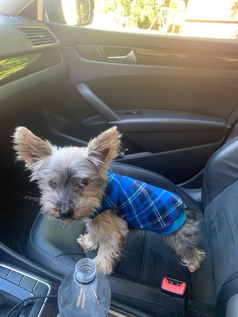 Gold Paw Stretch Fleece for Small Dogs - Plaid - Customer Photo From Elizabeth Morris