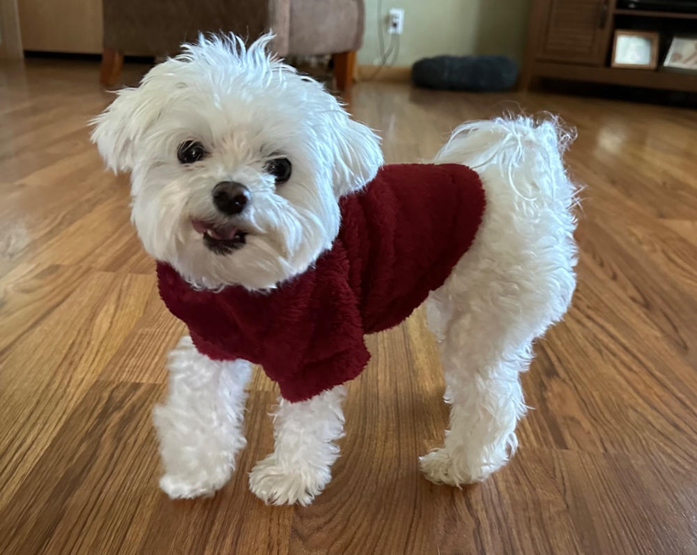 Soft Plush Pullover for Small Dogs - Customer Photo From Cindy Miller