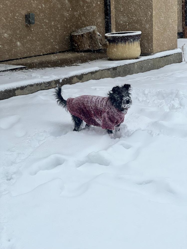 Soft Plush Pullover for Small Dogs – Warm, Comfy & Lightweight - Customer Photo From Anonymous