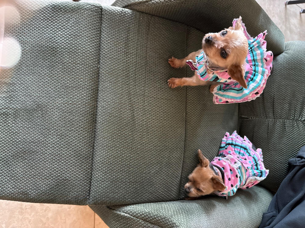 Pink & Teal Dots & Stripes Dog Dress – Harness Dress with Leash - Customer Photo From Deborah Damers