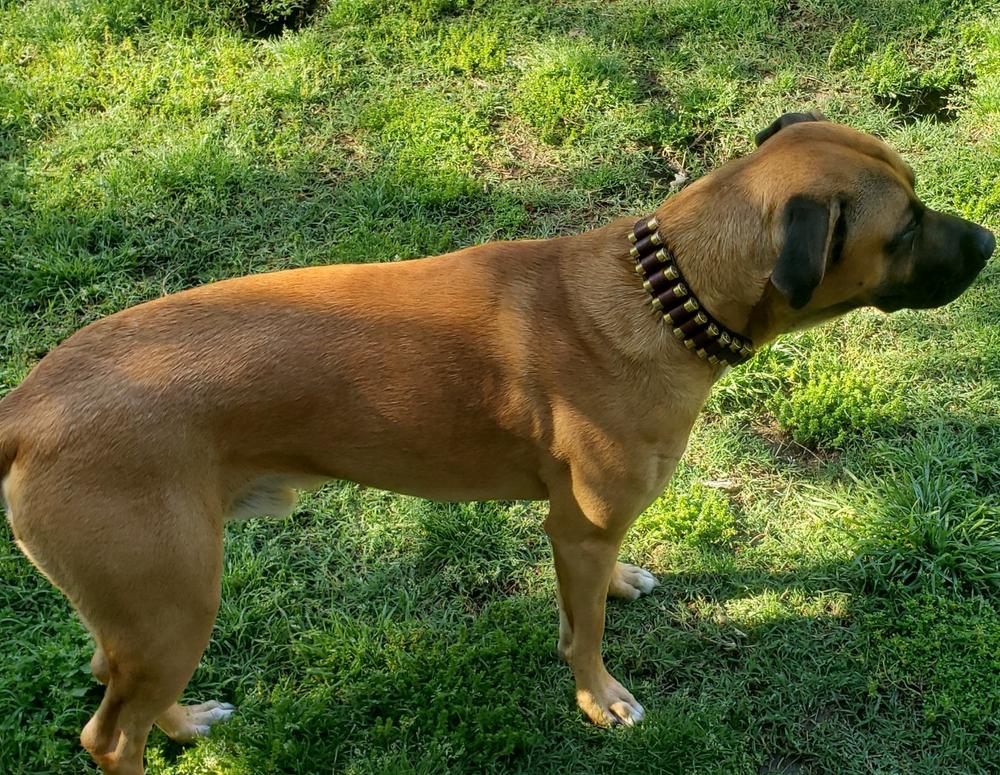 bullet dog collar