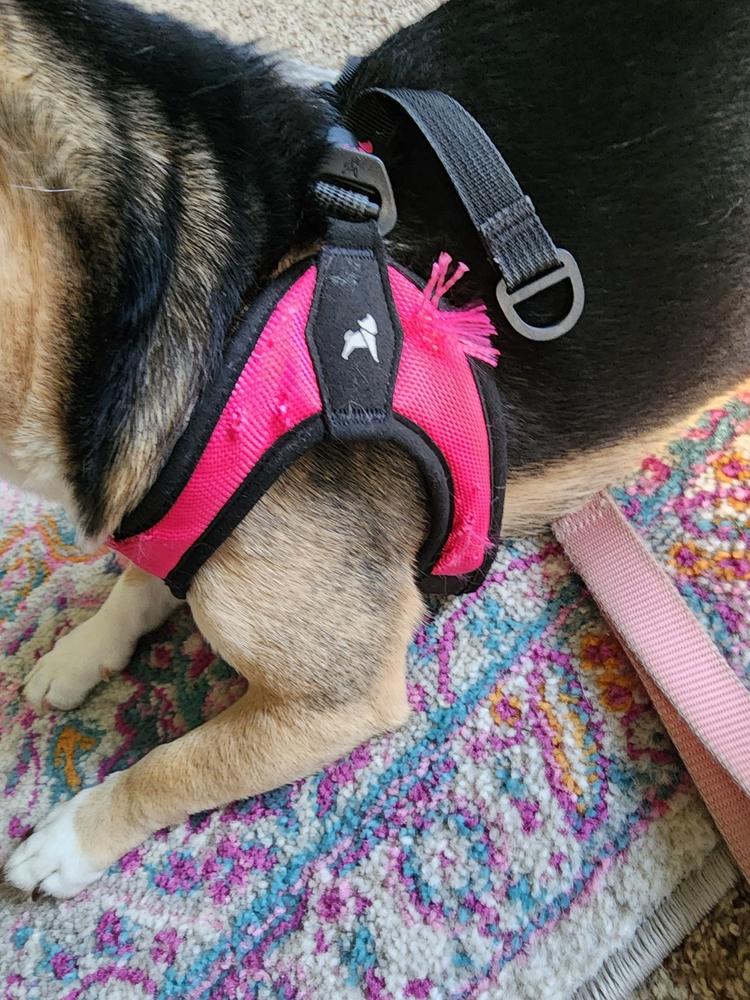 Escape Free® Easy Fit Harness - Customer Photo From Audrey Kostroski-Gut