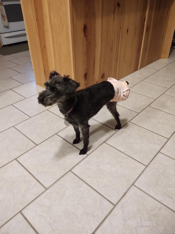 Washable Wonders™ Dog Amputee Diapers (Female) Dog Quality