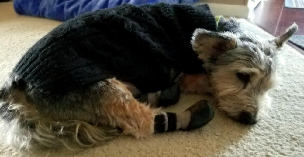 Grippers™ Non Slip Dog Socks Dog Quality